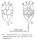 Keratella cochlearis