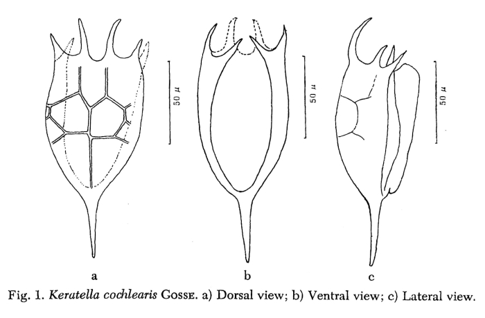 Keratella cochlearis Keratella cochlearis