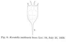 Keratella cochlearis