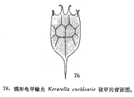 Keratella cochlearis