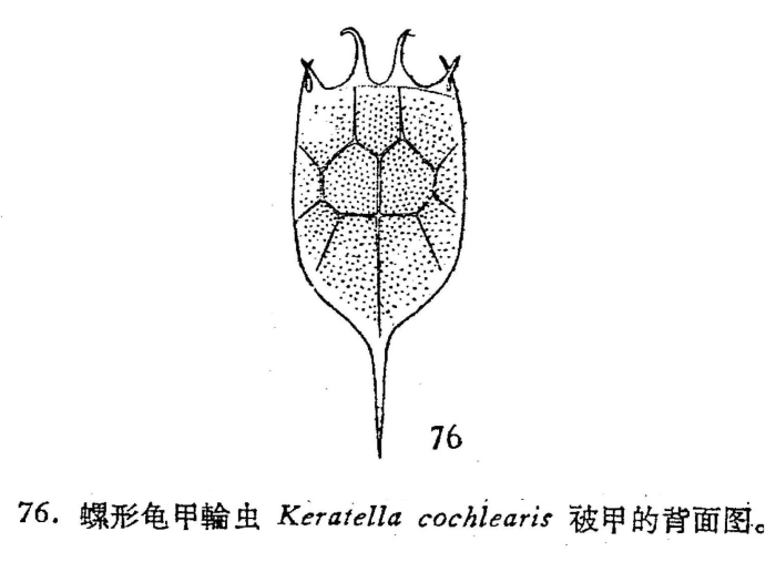 Keratella cochlearis Keratella cochlearis