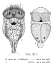 Keratella cochlearis