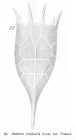 Keratella cochlearis