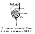 Keratella cochlearis
