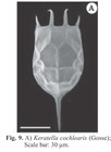 Keratella cochlearis