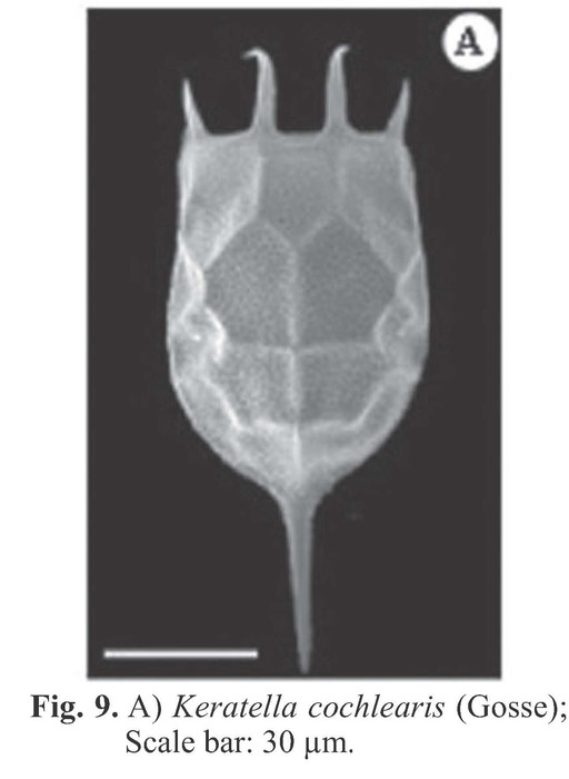 Keratella cochlearis Keratella cochlearis