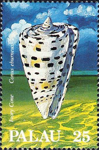 Conus eburneus Conus eburneus