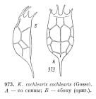 Keratella cochlearis