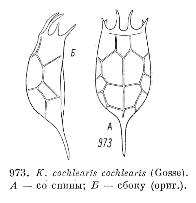 Keratella cochlearis Keratella cochlearis