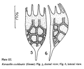 Keratella cochlearis