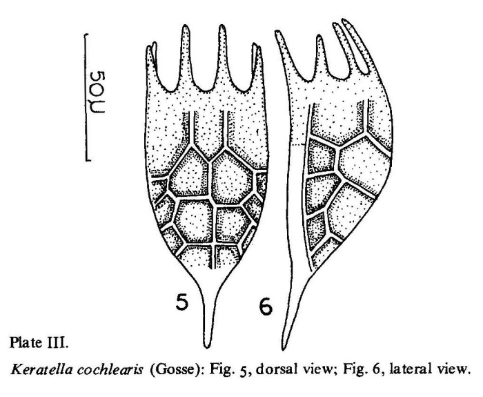 Keratella cochlearis Keratella cochlearis