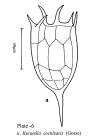 Keratella cochlearis