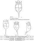 Keratella cochlearis