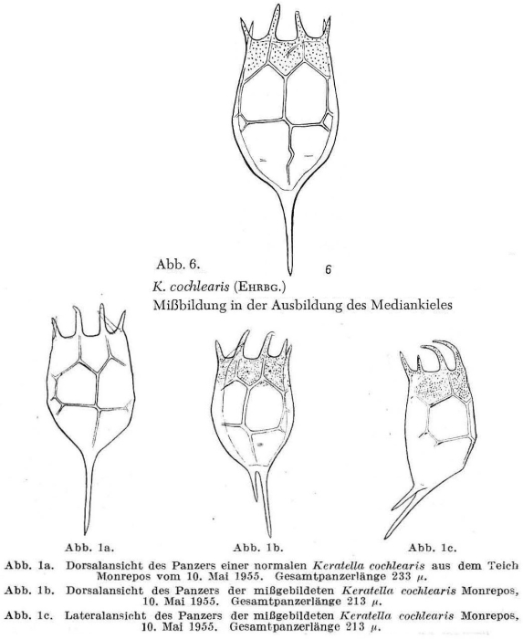 Keratella cochlearis Keratella cochlearis