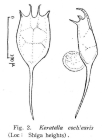 Keratella cochlearis