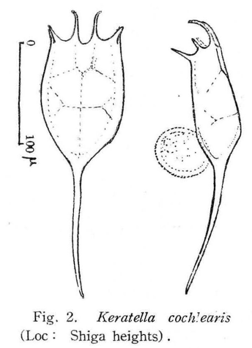 Keratella cochlearis Keratella cochlearis