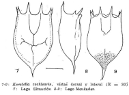 Keratella cochlearis