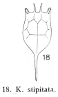 Keratella cochlearis