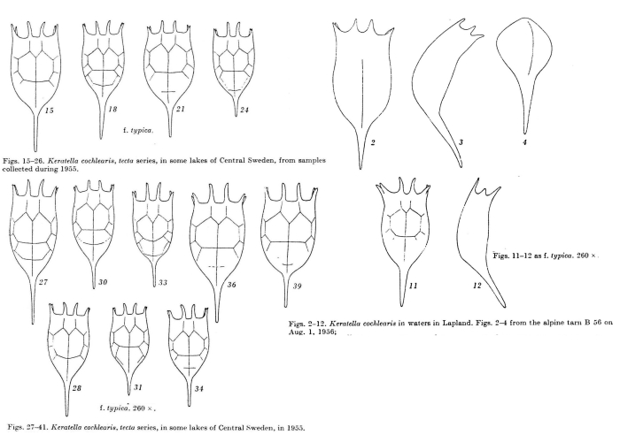 Keratella cochlearis Keratella cochlearis