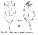 Keratella cochlearis