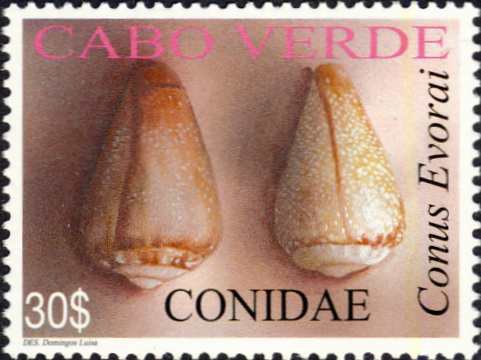 Conus evorai Conus evorai