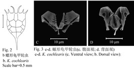 Keratella cochlearis
