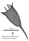 Keratella cochlearis