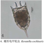 Keratella cochlearis