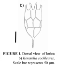 Keratella cochlearis