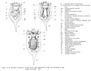 Keratella cochlearis