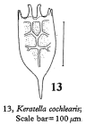 Keratella cochlearis