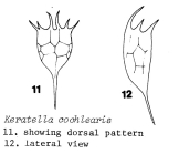 Keratella cochlearis