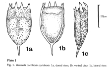 Keratella cochlearis