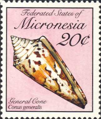 Conus generalis Conus generalis