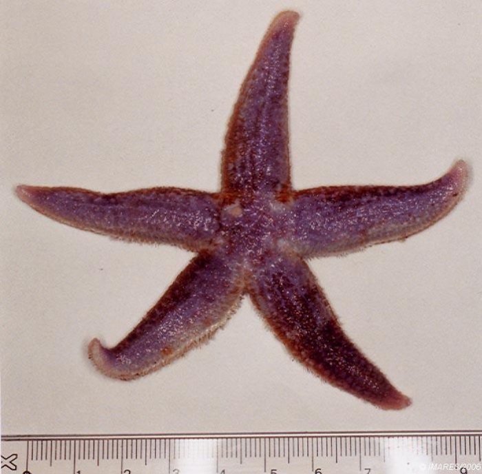 Leptasterias (Leptasterias) muelleri (M. Sars, 1846) Leptasterias (Leptasterias) muelleri (M. Sars, 1846)