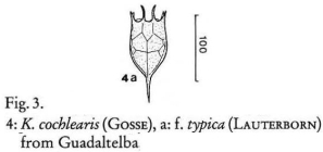 Keratella cochlearis