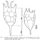Keratella cochlearis