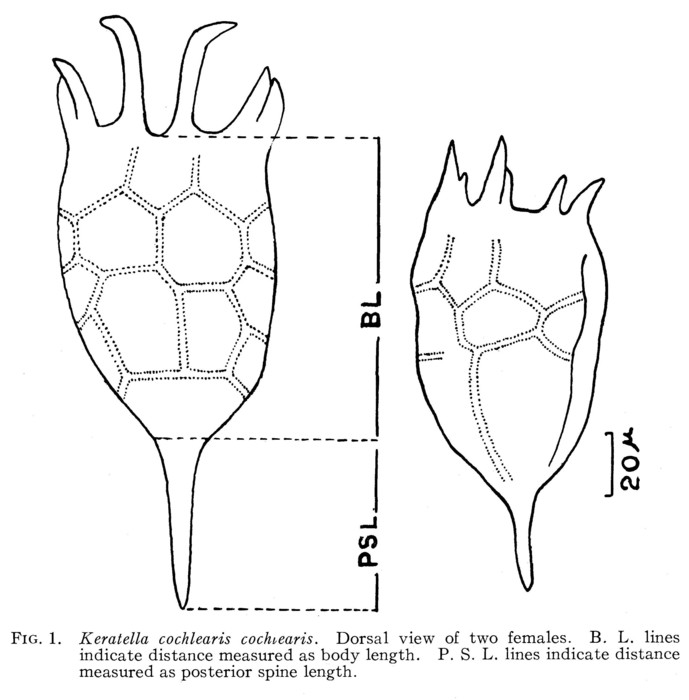 Keratella cochlearis Keratella cochlearis