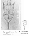 Keratella cochlearis