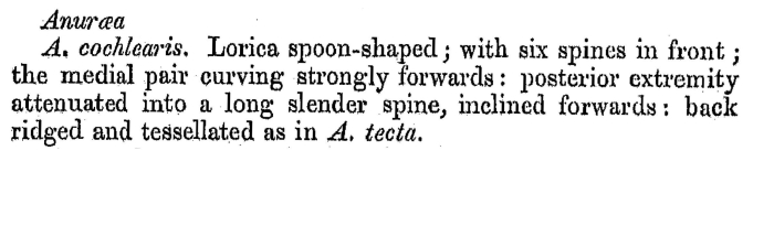 Keratella cochlearis - Original description image