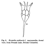 Keratella cochlearis f. macracantha