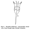 Keratella cochlearis f. macracantha