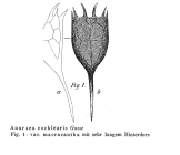 Keratella cochlearis f. macracantha
