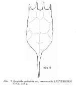 Keratella cochlearis f. macracantha