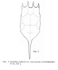 Keratella cochlearis f. macracantha
