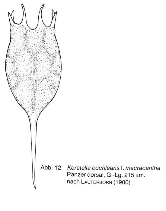Keratella cochlearis f. macracantha Keratella cochlearis f. macracantha
