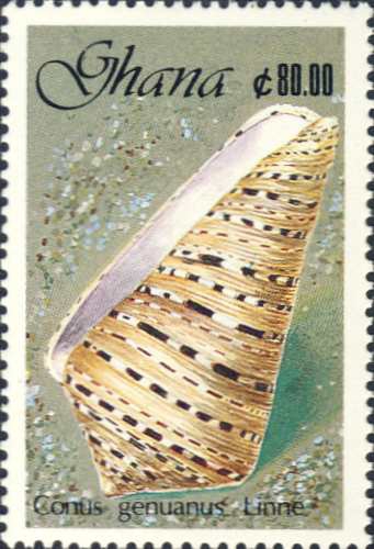Conus genuanus Conus genuanus
