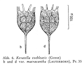 Keratella cochlearis f. macracantha
