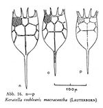 Keratella cochlearis f. macracantha