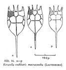 Keratella cochlearis f. macracantha